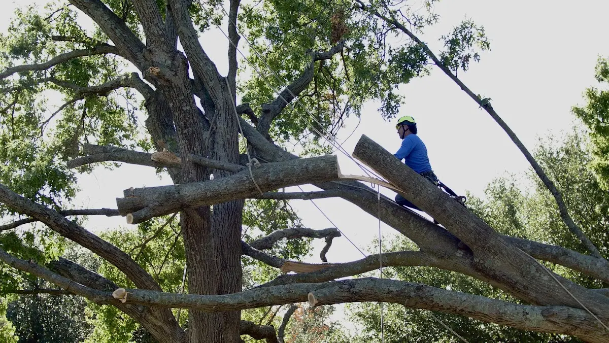 Professional Crown Thinning performed by certified arborists in Mount Hamilton